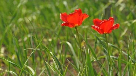 Flower of the Tulip in the Spring Stock Footage 75493417