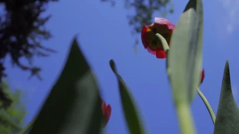 Flower tulip from an unusual angle Видео 89581782