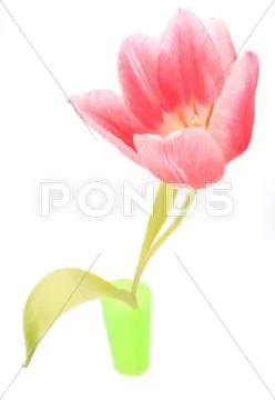 Flower tulipa spec tulip liliaceae fisheye plant Stock Photos