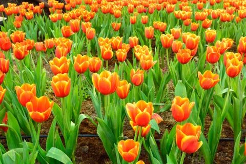 Flower tulips background. Foto stock