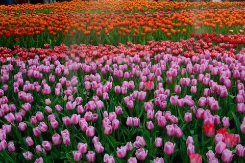 Flower tulips background. Stock Photos
