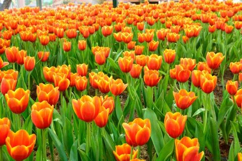 Flower tulips background. Stock Photos