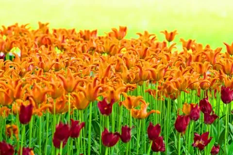 Flower tulips background Stock Photos