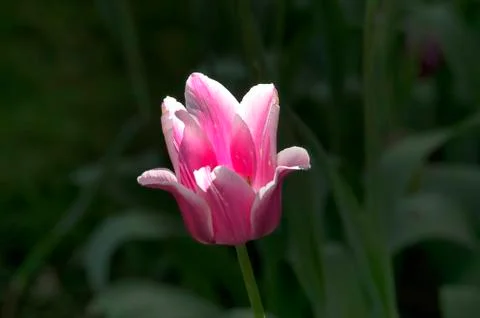 Flower tulips background Stock Photos