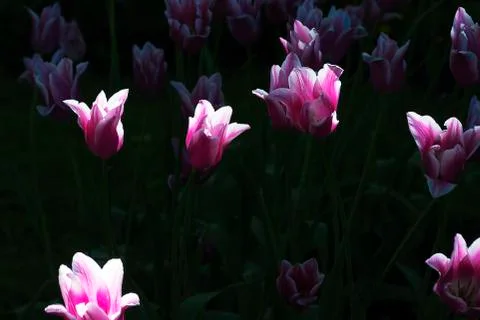 Flower tulips background Foto stock