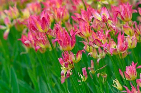 Flower tulips background Stock Photos