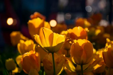 Flower tulips background Stock Photos