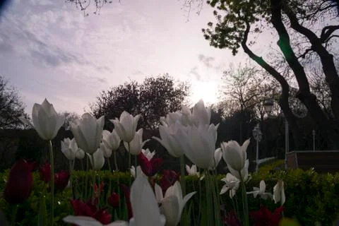 Flower tulips background Photos