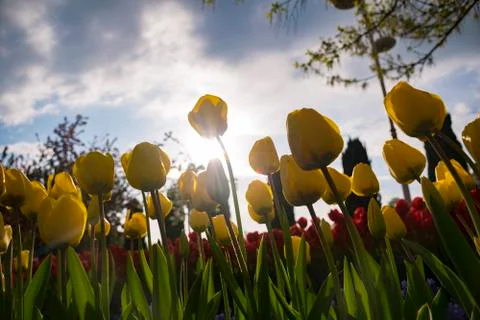 Flower tulips background Stock Photos