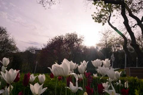 Flower tulips background Stock Photos