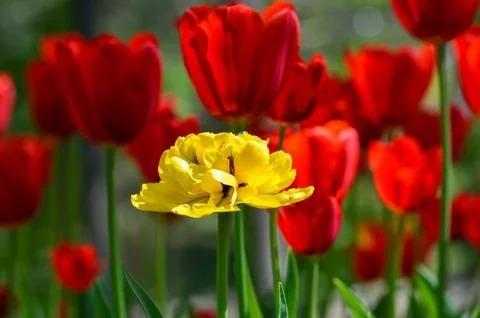 Flower tulips background on spring. Stock Photos