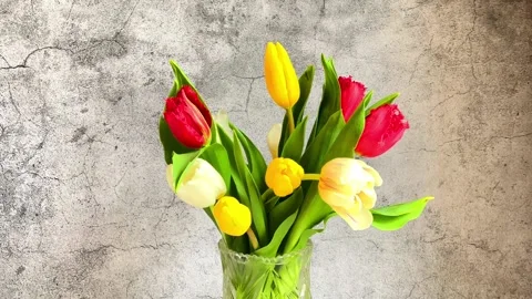 Flower, tulips Video stock 232410039