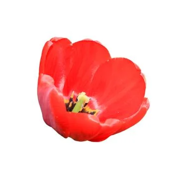 Flower tulips isolated. Stock Photos