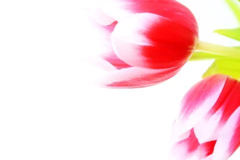 Flower, tulips Stock Photos