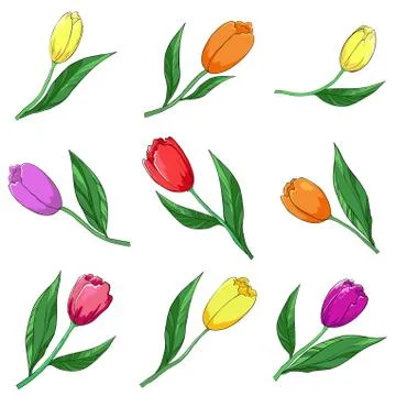 Flower tulips, set Stock Illustration