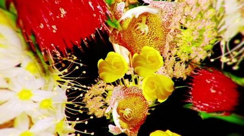 Flower Tunnel Stock Footage 64860568