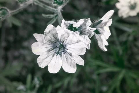 Flower in Ultraviolet Stock Photos