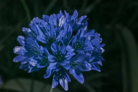 Flower in Ultraviolet Stock Photos