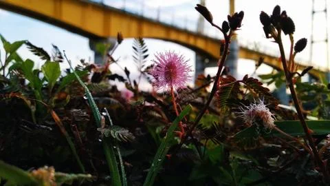 Flower under the bridge Stock Photos