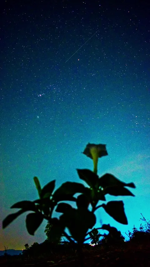 Flower Under Orion Constellation – Starry Night Sky Beauty Stock Footage 313558208
