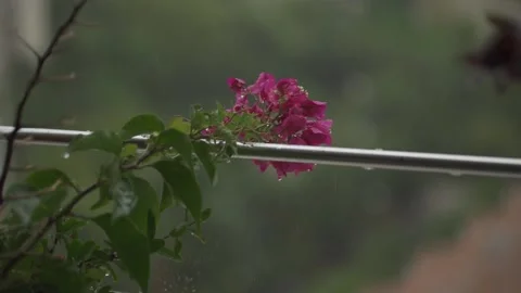 Flower under Rain Stock Footage 220122091