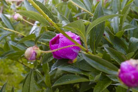 Flower under rain 写真素材