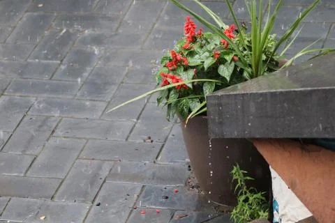 The flower under the rain Foto stock