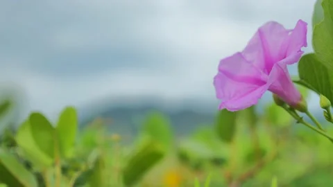 Flower under sky Video stock 132822104