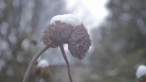 Flower under the snow 스톡 동영상 87345716