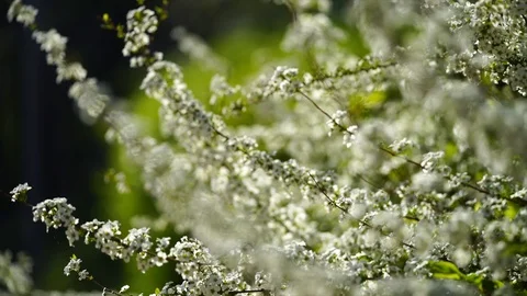 Flower under the sun Stock Footage 88756890