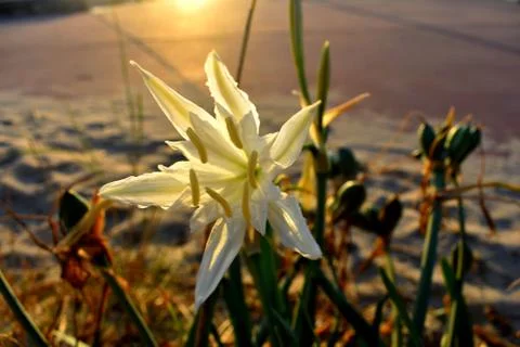 Flower under sunset light Stock Photos