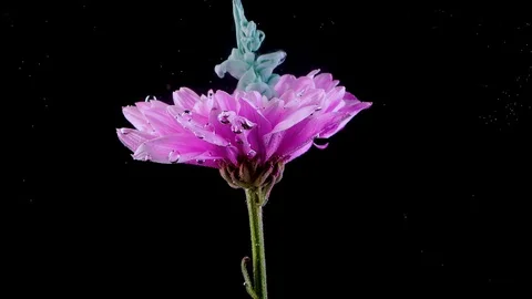 Flower under water and Splashes of colored ink, bright colors Stock Footage 118213397
