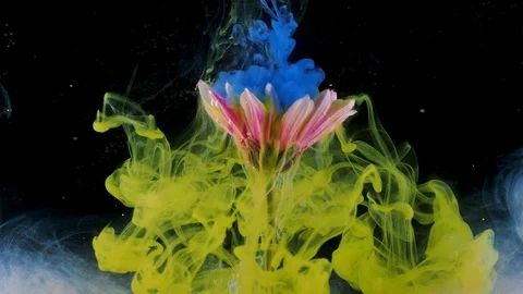 Flower under water and Splashes of colored ink, bright colors. Creative and Stock Footage 120282025