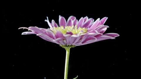 Flower is under water in black studio Stock Footage 105667403