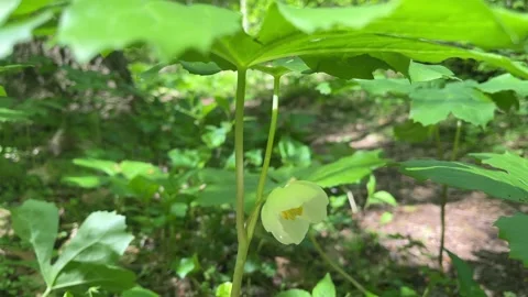 Flower under a wild, forest grown Mayapple plant Stock Footage 239491486