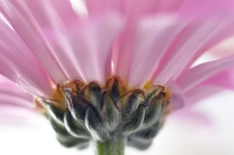 Flower underside white background Stock Photos