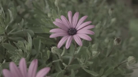 Flower  ( unedited, prores 422) Stock Footage