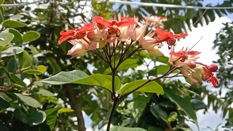 This flower is unique with its star-shaped, reddish-cream petals. Video stock 332456473