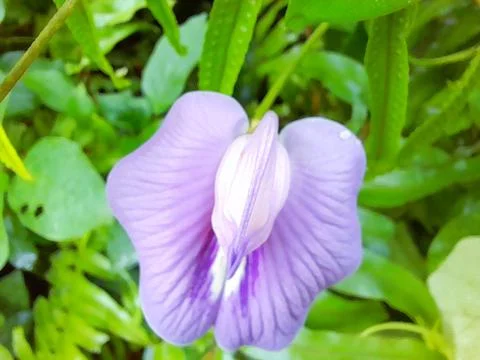 Flower unique Stock Photos