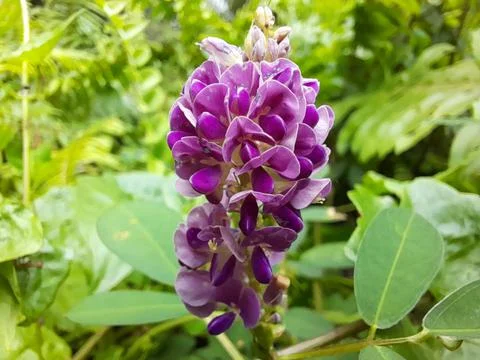 Flower unique Stock Photos