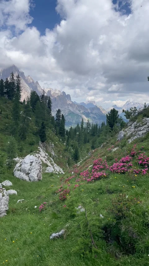The flower valley with alpine mountain range in the background  in Italy Video stock 284463892