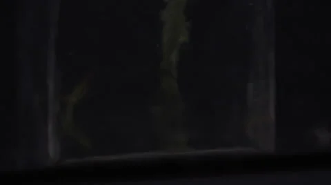 Flower vase with camera tilting up Stock-Footage 40978534