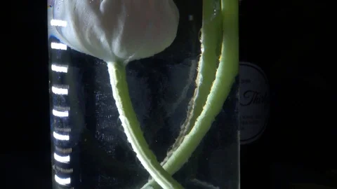 Flower Vase Stock Footage 104765262