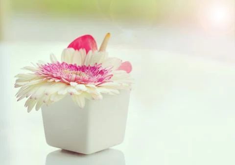 Flower in vase Stock Photos