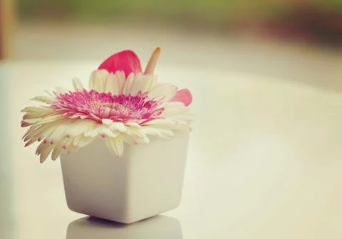 Flower in vase Stock Photos