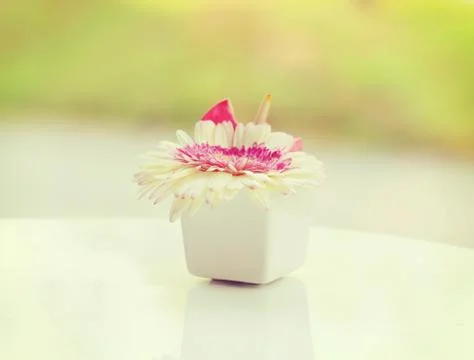 Flower in vase Stock Photos