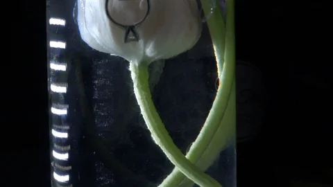 Flower Vase Ring Stock Footage 104765138