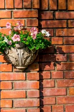 Flower in vase which on the wall Stock Photos