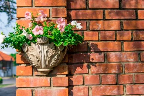 Flower in vase which on the wall Stock Photos