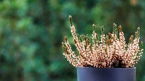 Flower In the Vase_1 Stock Footage 88675378